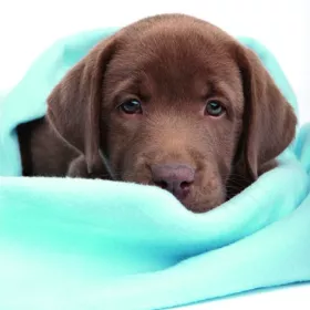 3D přání do obálky Lowlands s.r.o. 3D přání do obálky Lowlands s.r.o.