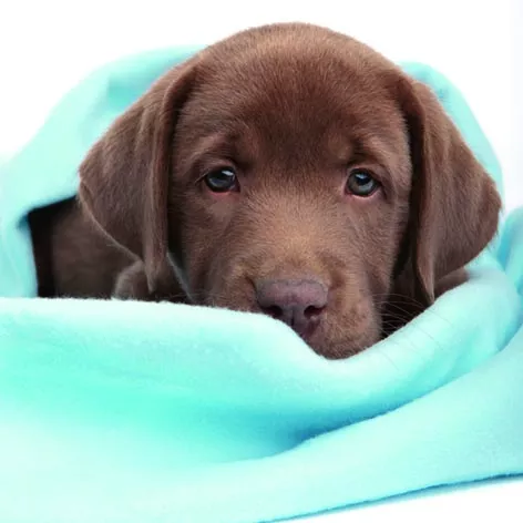 3D přání do obálky - Hnědé štěně Lowlands s.r.o.