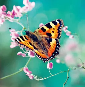 3D přání do obálky Lowlands s.r.o. 3D přání do obálky Lowlands s.r.o.