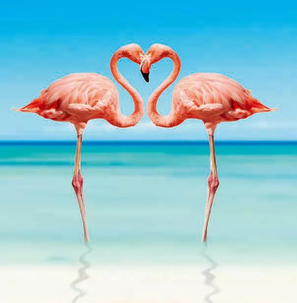 3D přání do obálky - Plameňáci Lowlands s.r.o.