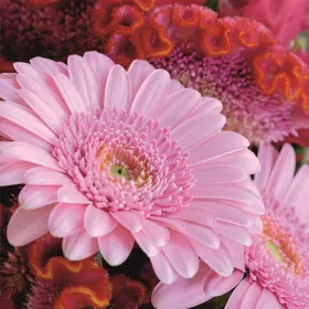 3D přání do obálky Lowlands s.r.o. 3D přání do obálky Lowlands s.r.o.