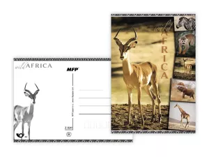Pohlednice - zvířata Afriky MFP paper s.r.o.
