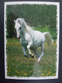 Pohlednice - koně a hříbata MFP paper s.r.o.
