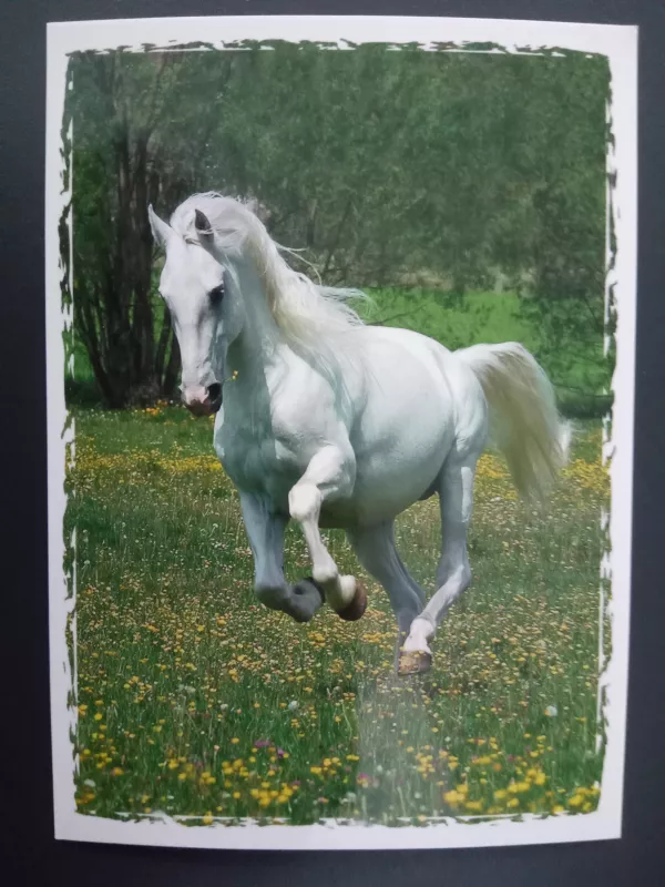 Pohlednice - koně a hříbata MFP paper s.r.o.