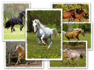 Pohlednice - koně a hříbata