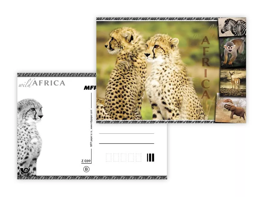 Pohlednice - zvířata Afriky - Gepard MFP paper s.r.o.