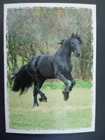 Pohlednice - koně a hříbata MFP paper s.r.o.