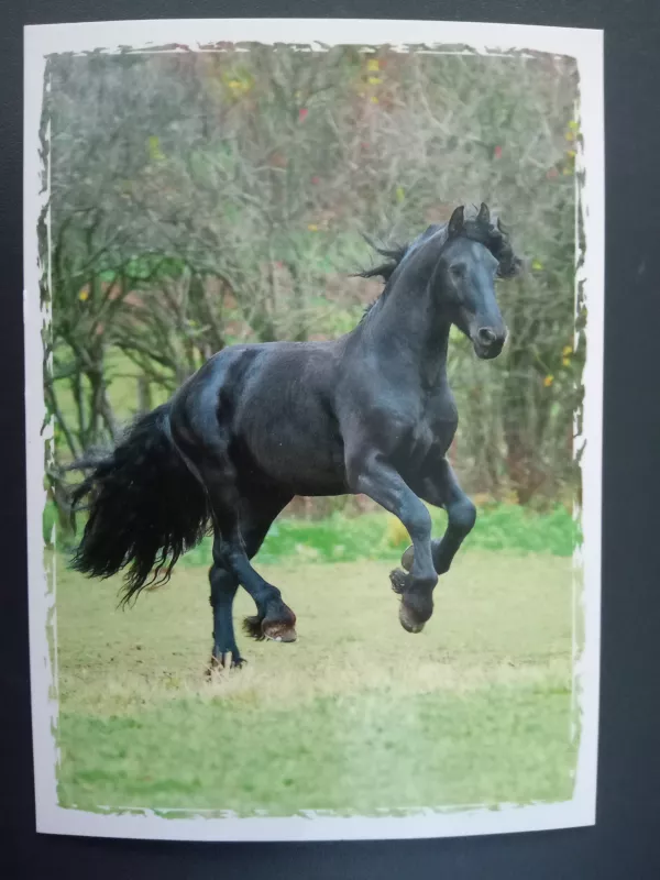 Pohlednice - koně a hříbata - 2 MFP paper s.r.o.