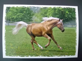 Pohlednice - koně a hříbata MFP paper s.r.o.