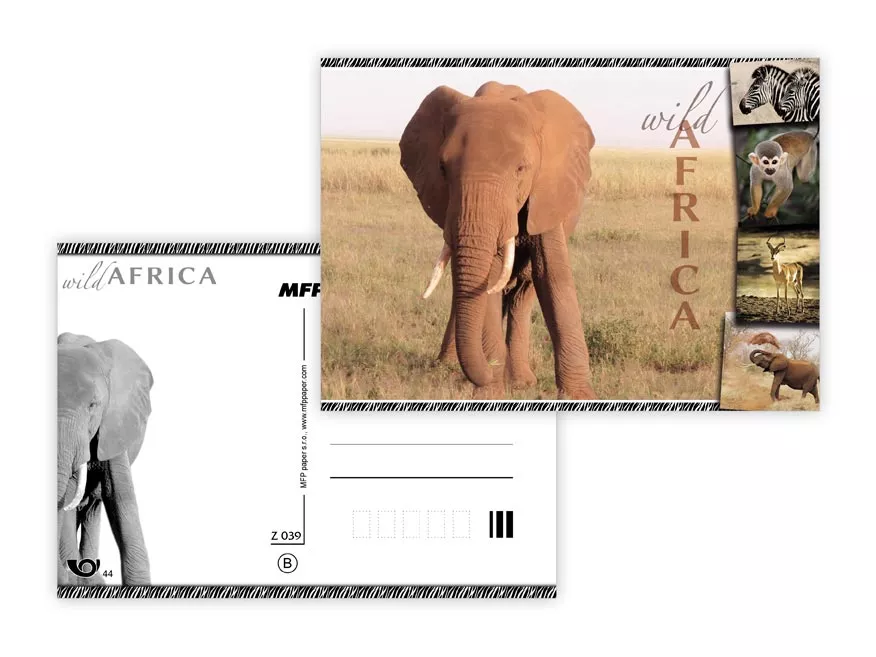 Pohlednice - zvířata Afriky - Slon MFP paper s.r.o.