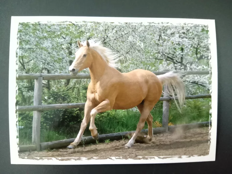 Pohlednice - koně a hříbata - 4 MFP paper s.r.o.