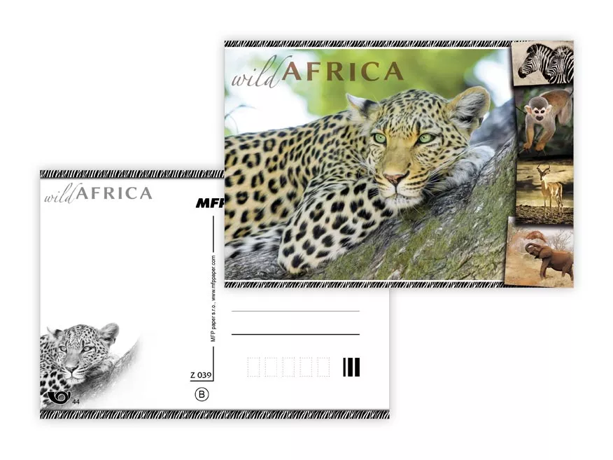 Pohlednice - zvířata Afriky - Levhart MFP paper s.r.o.