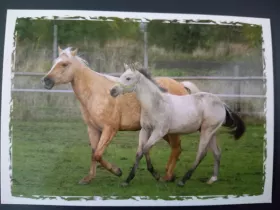 Pohlednice - koně a hříbata MFP paper s.r.o.