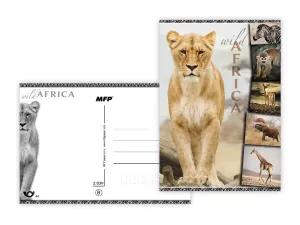 Pohlednice - zvířata Afriky MFP paper s.r.o.