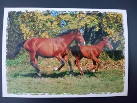 Pohlednice - koně a hříbata MFP paper s.r.o.