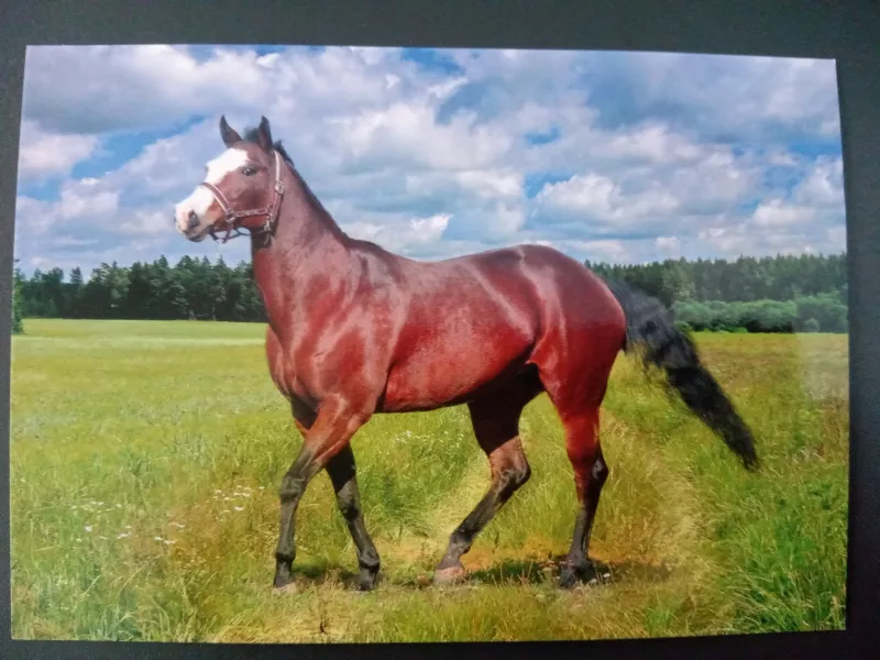 Pohlednice - koně a hříbata - 7 MFP paper s.r.o.