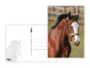 Pohlednice - zvířata mix MFP paper s.r.o. Pohlednice - zvířata mix MFP paper s.r.o.