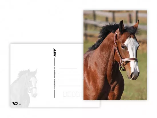 Pohlednice - zvířata mix MFP paper s.r.o.