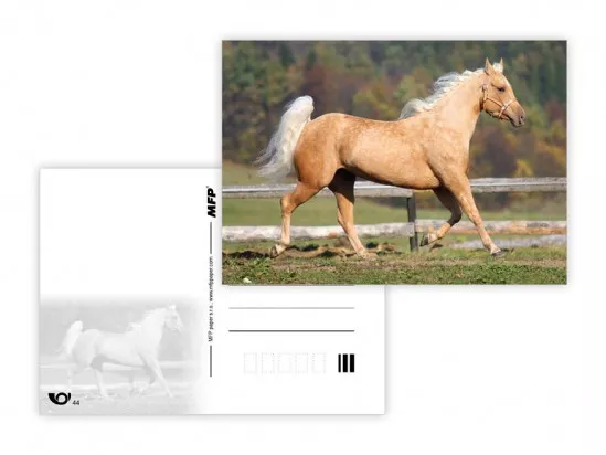 Pohlednice - zvířata mix - kůň 2 MFP paper s.r.o.