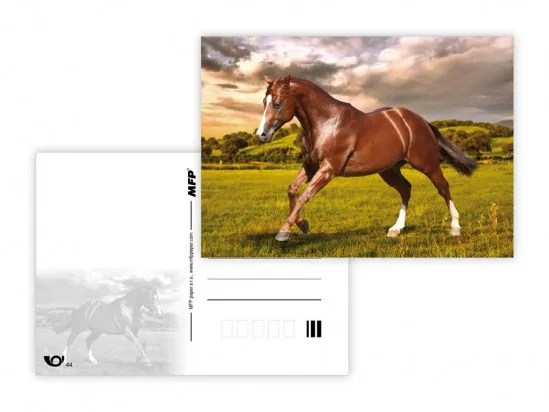 Pohlednice - zvířata mix - kůň 3 MFP paper s.r.o.