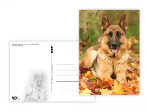 Pohlednice - zvířata mix MFP paper s.r.o. Pohlednice - zvířata mix MFP paper s.r.o.