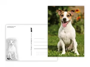 Pohlednice - zvířata mix MFP paper s.r.o. Pohlednice - zvířata mix MFP paper s.r.o.