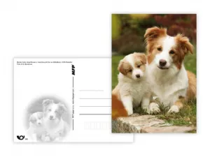 Pohlednice - zvířata mix MFP paper s.r.o. Pohlednice - zvířata mix MFP paper s.r.o.