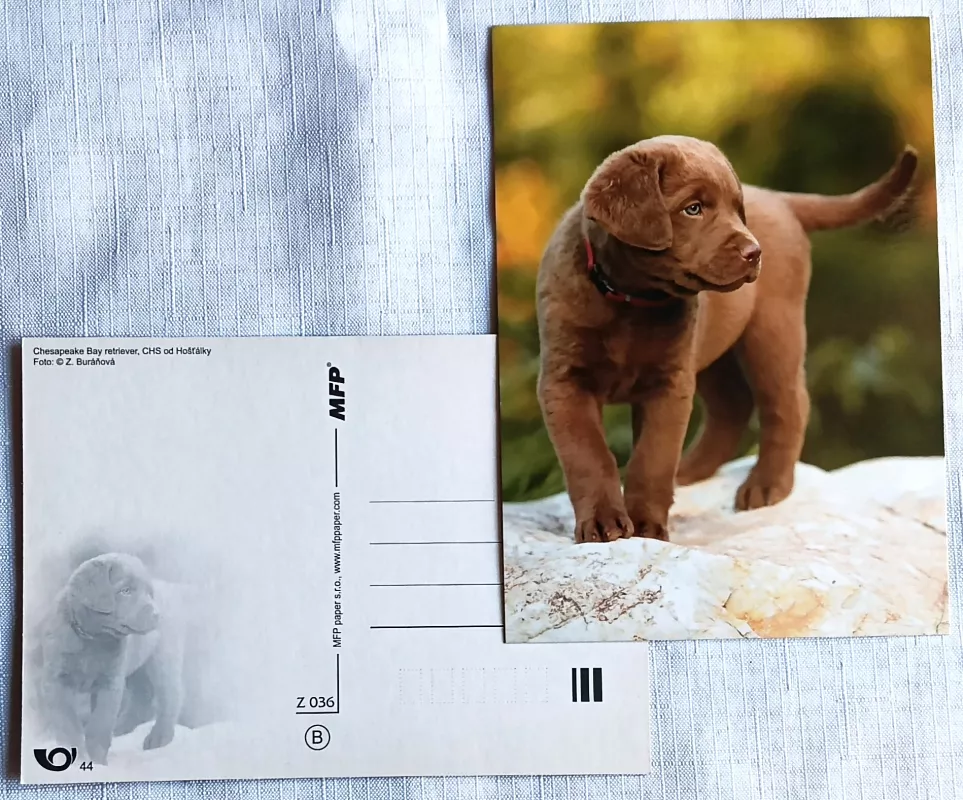 Pohlednice - psi - Chesapeake Bay retriever MFP paper s.r.o.